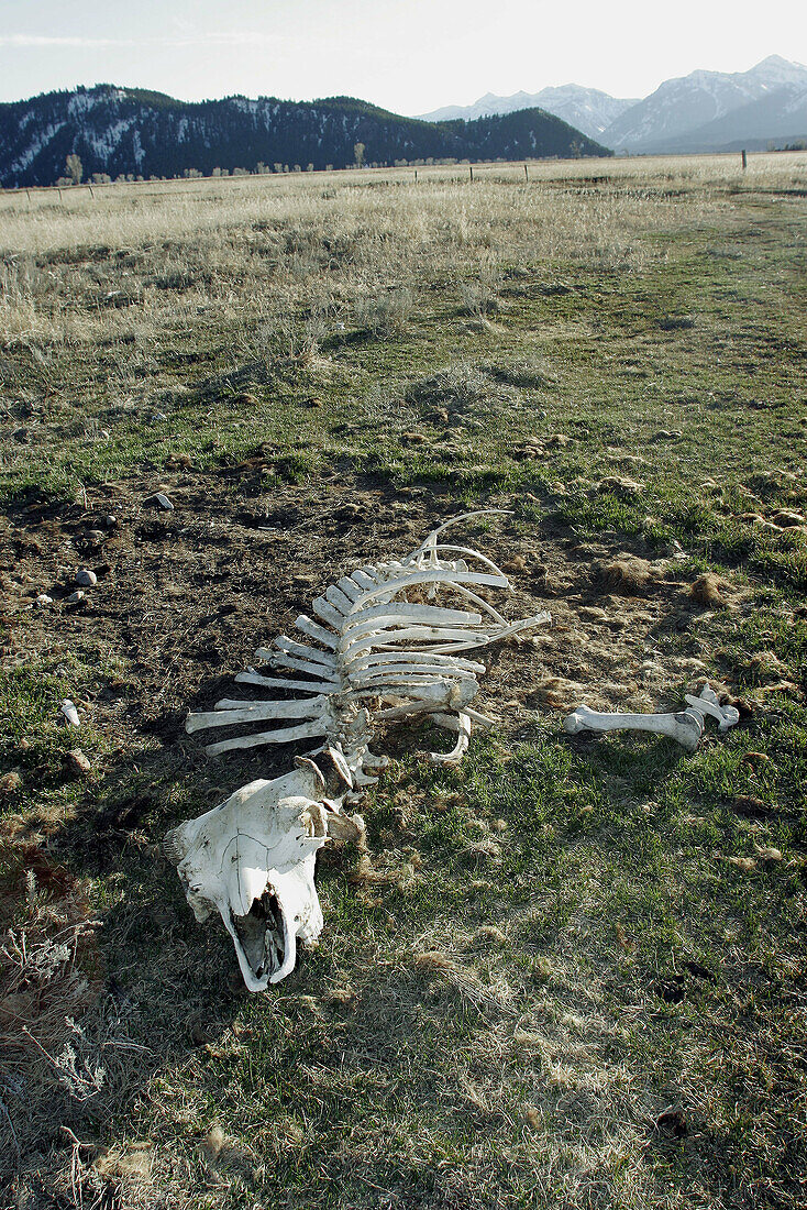 Adult American Bison (Bison bison) skeleton found near Jackson Hole, at the base of the Teton Mountain Range, Wyoming.