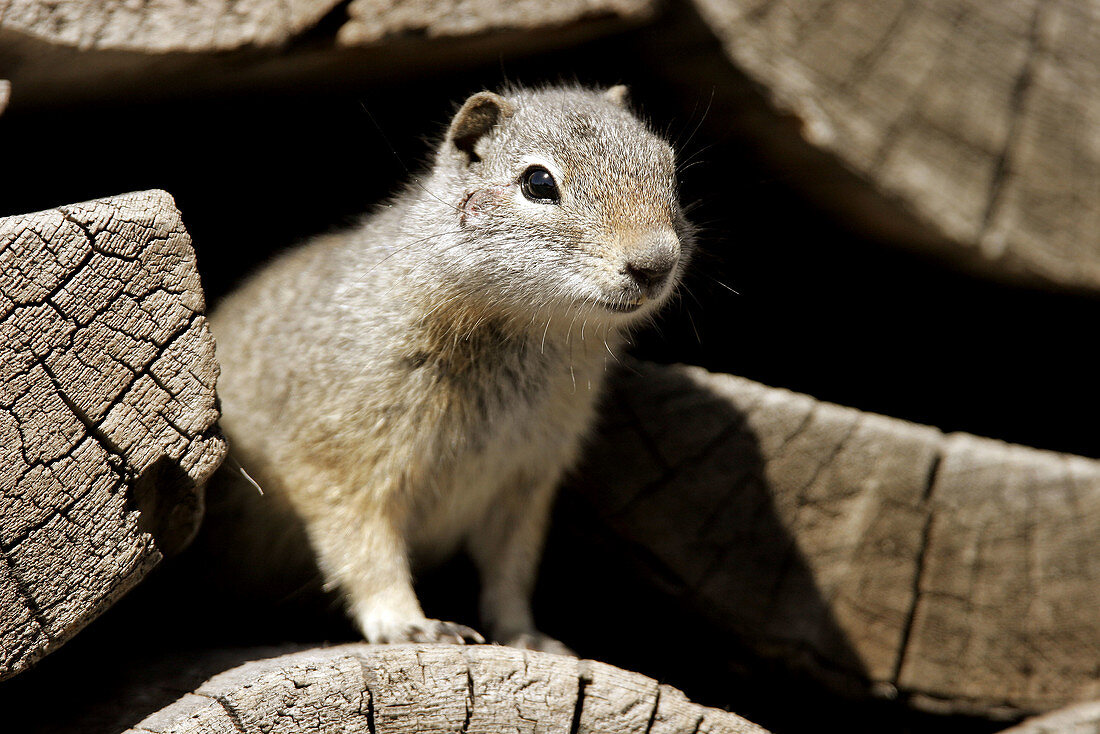 Young Ground Squirrel (Citellus armatus), locally known as a Chiseler in a woodpile near Jackson Hole, Wyoming.