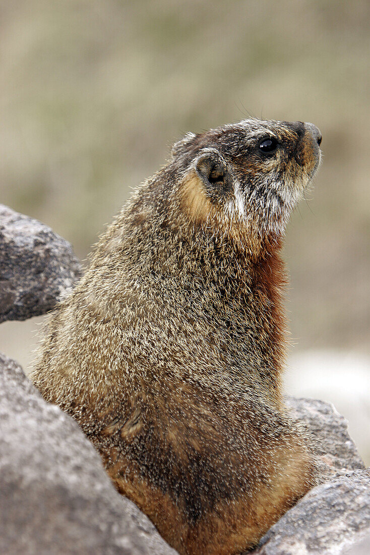 Adult Marmot (Marmota flaviventris) on rocks near Jackson Hole, Wyoming.