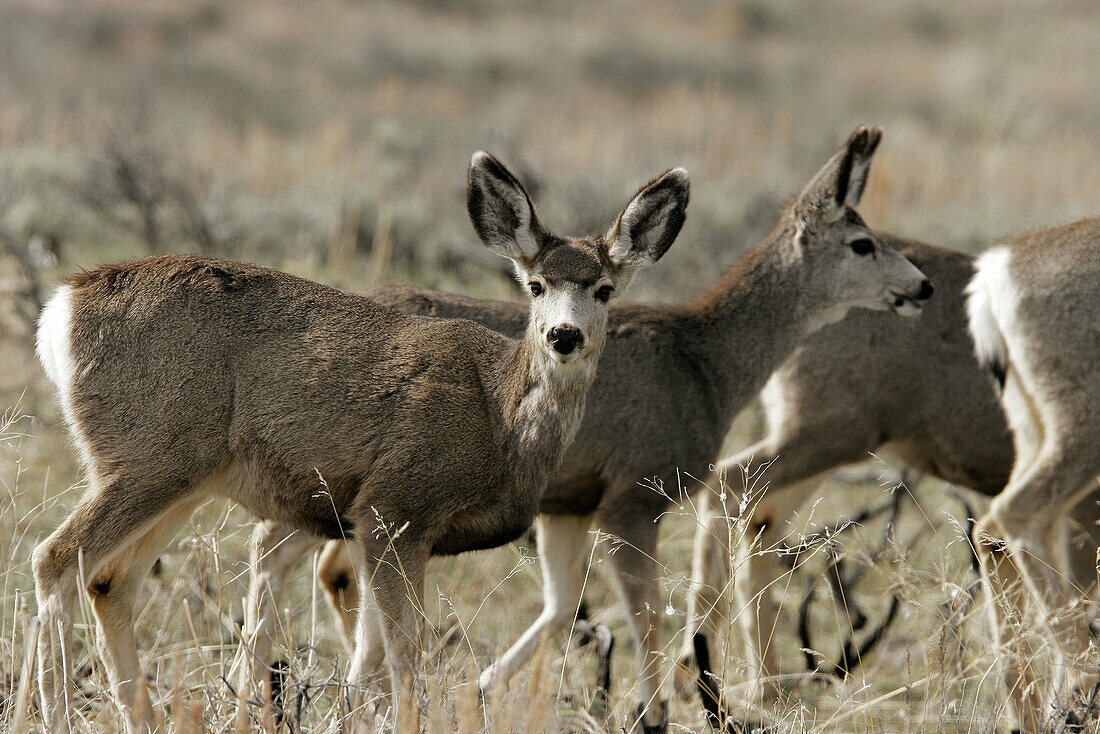Young mule deer (Odocoileus hemionus) in sage, Jackson Hole, Wyoming.