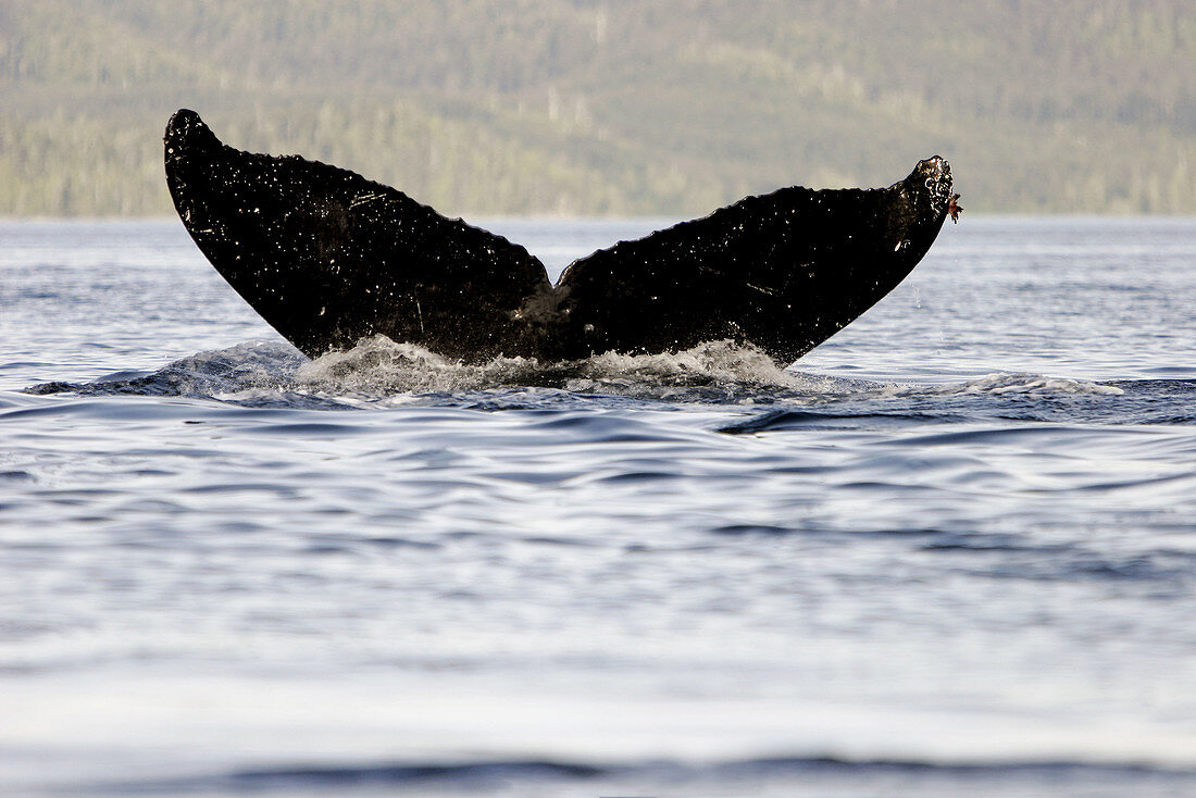 Adult Humpback Whale (Megaptera novaeangliae) fluke-up dive in Southeast Alaska, USA. Pacific Ocean.