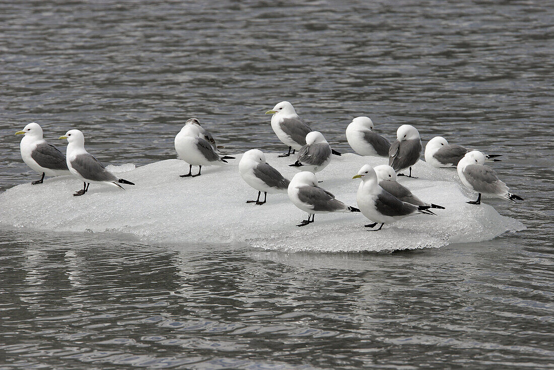 Black-legged Kittiwakes (Rissa tridactyla) near Margerie Glacier in Glacier Bay National Park, Southeast Alaska, USA.