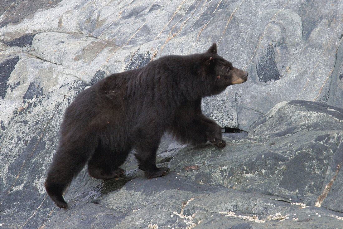 North American Black Bear (Ursus americanus) in Tracy Arm, Southeast Alaska, USA. Pacific Ocean.