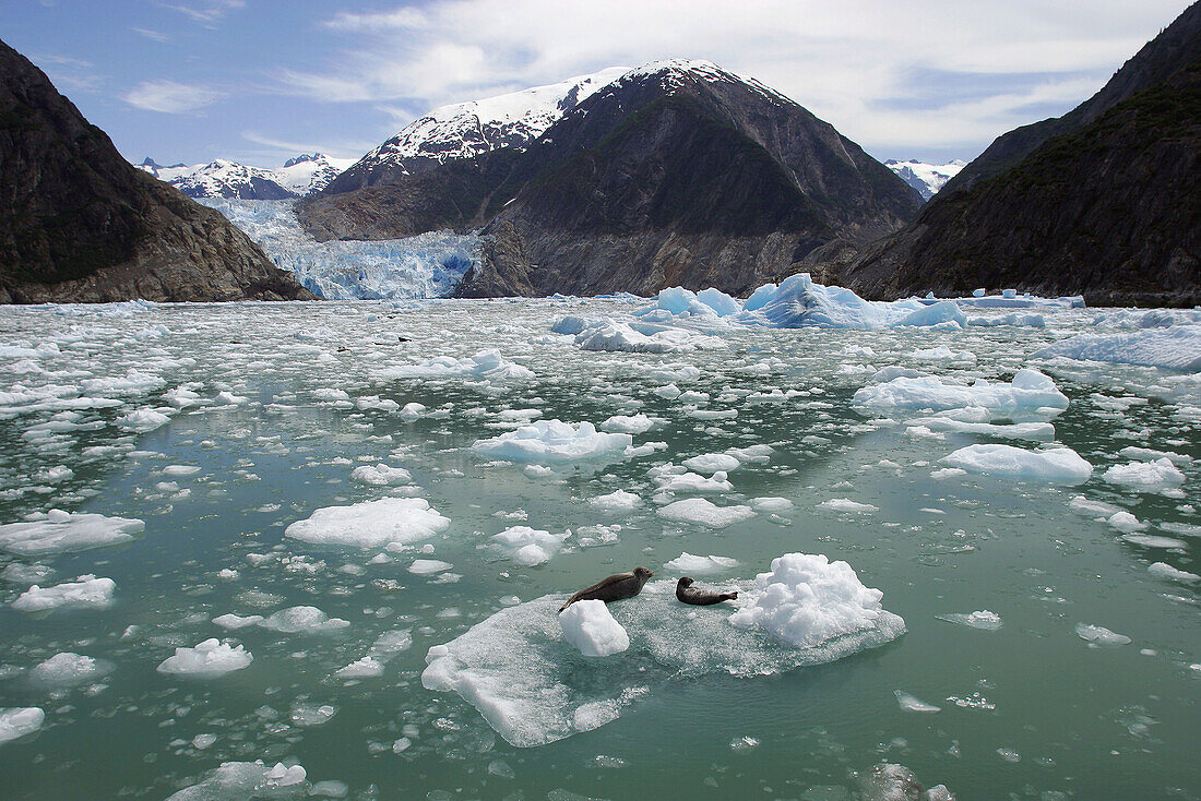 The Sawyer Glacier, with a mother and pup hauled out near a tidewater glacier at the end of Tracy Arm in Southeast Alaska, USA.