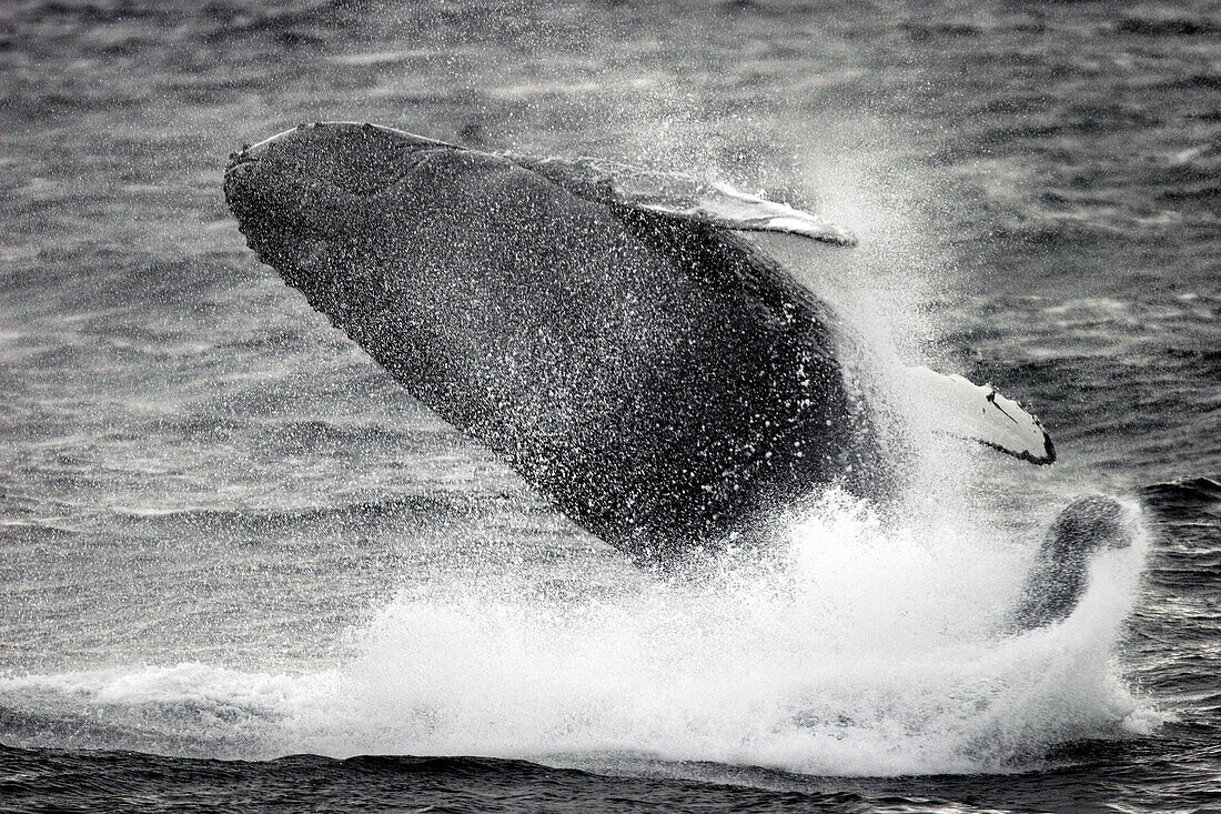 Adult Humpback Whale (Megaptera novaeangliae) breaching in Southeast Alaska, USA.