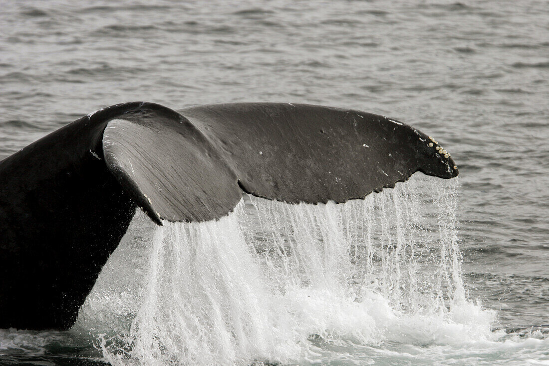 Adult Humpback Whale (Megaptera novaeangliae) fluke-up dive in Southeast Alaska, USA.