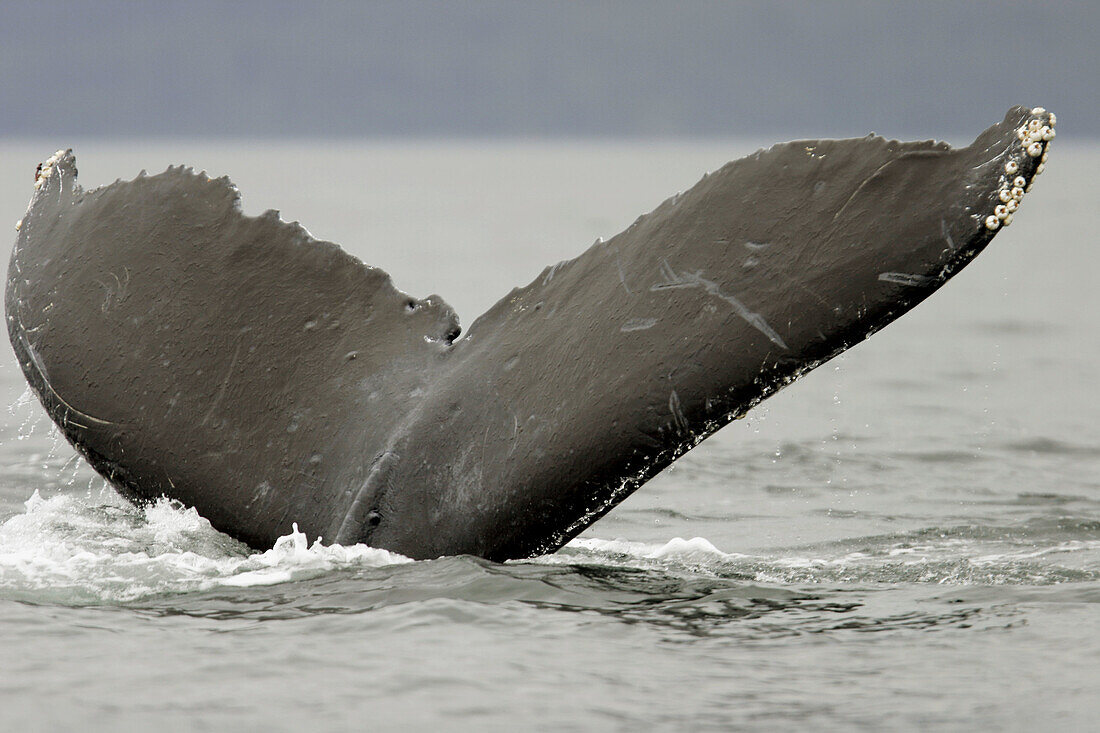 Adult Humpback Whale (Megaptera novaeangliae) fluke-up dive in Southeast Alaska, USA.