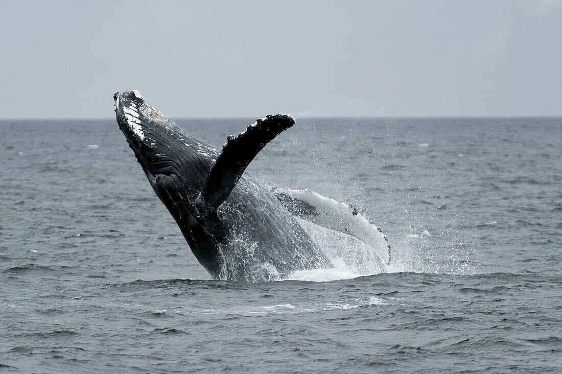 Adult Humpback Whale (Megaptera novaeangliae) breaching in Southeast Alaska, USA.