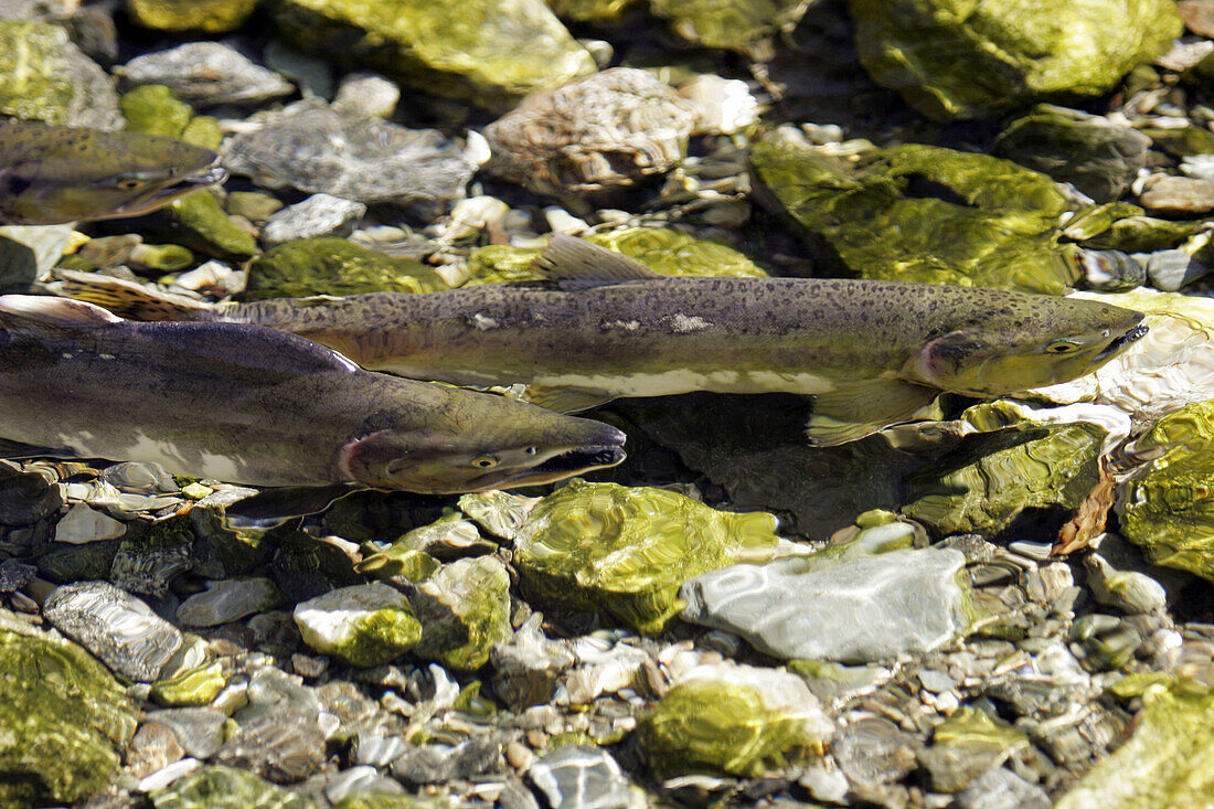 Adult pink salmon (Oncorhynchus gorbuscha) male and female spawning in a stream in southeast Alaska, USA.