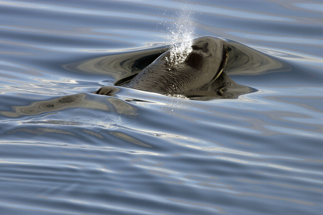 Young Orca (Orcinus orca - also known as killer whale) surfacing in Southeast Alaska, USA.