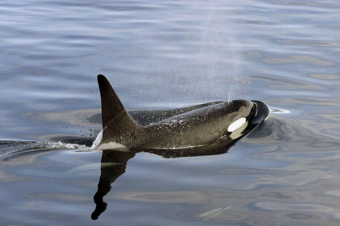 Adult male Orca (Orcinus orca - also known as killer whale) surfacing in Southeast Alaska, USA.