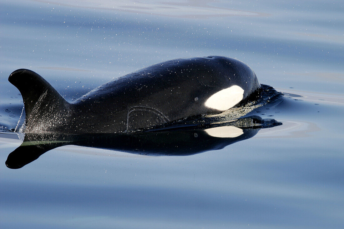 Young Orca (Orcinus orca - also known as killer whale) surfacing in Southeast Alaska, USA.