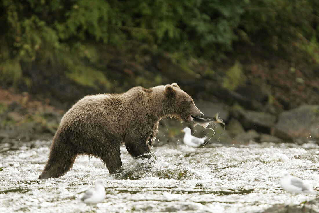 Adult coastal brown bear (Ursus arctos) fishing for salmon in a stream filled with Pink Salmon. Pavlov Harbor, Chichagof Island, southeast Alaska, USA.