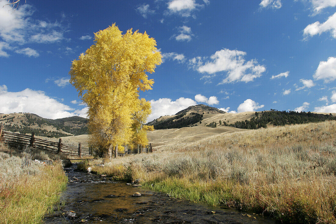 Quaking Aspens in Yellowstone National Park, Wyoming, USA.