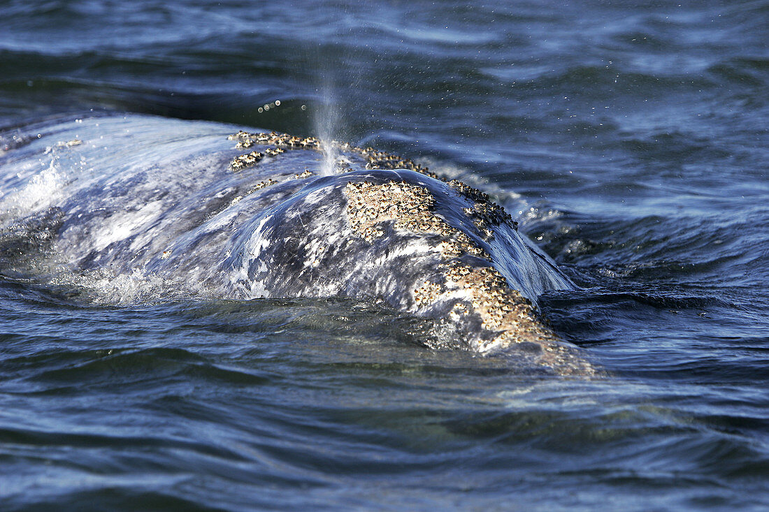 California Gray Whale (Eschrichtius robustus). Magdalena Bay, Baja California