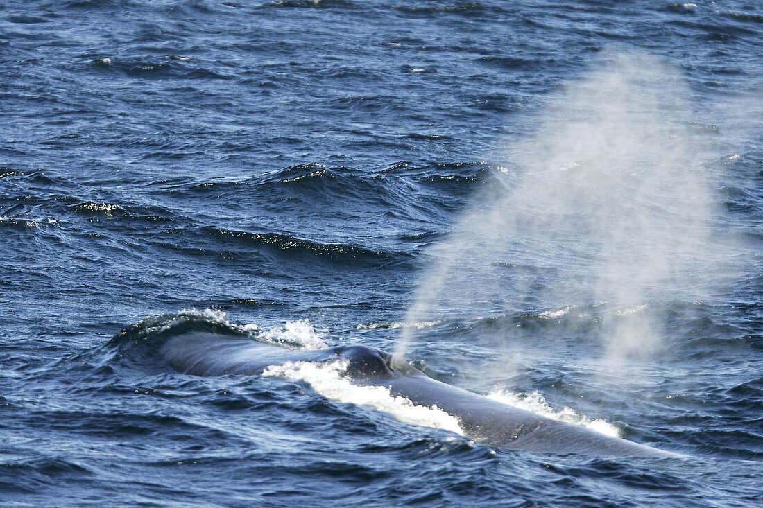 Adult Blue Whale (Balaenoptera musculus) surfacing in the Gulf of California (Sea of Cortez), Mexico.