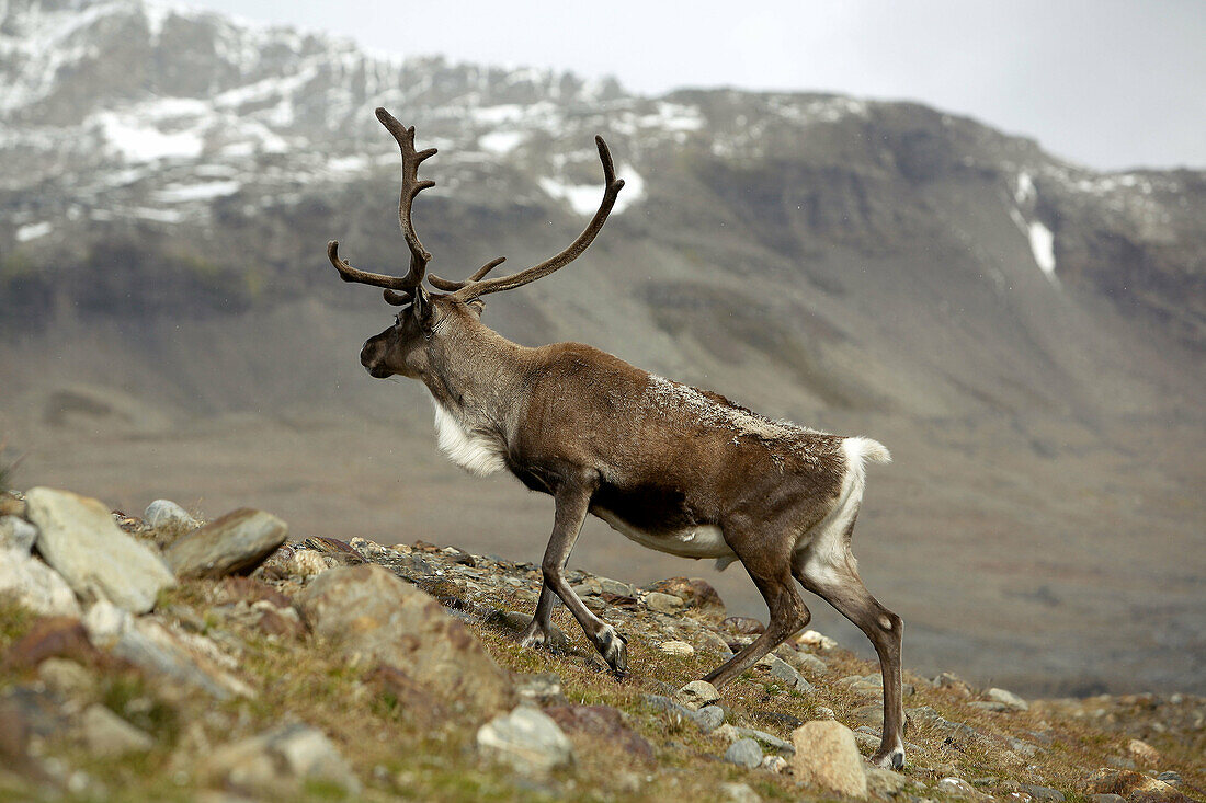 Introduced Reindeer, brought by Norweigen whalers in 1911, flourish on South Georgia Island