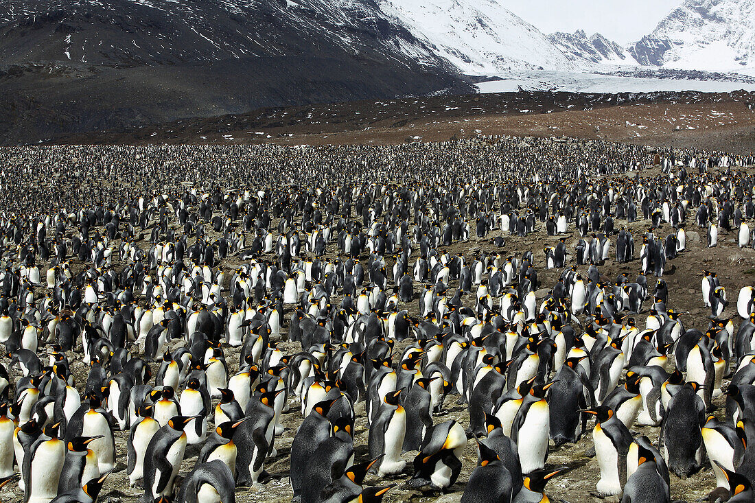 King Penguins (Aptenodytes patagonicus) on South Georgia Island, southern Atlantic Ocean
