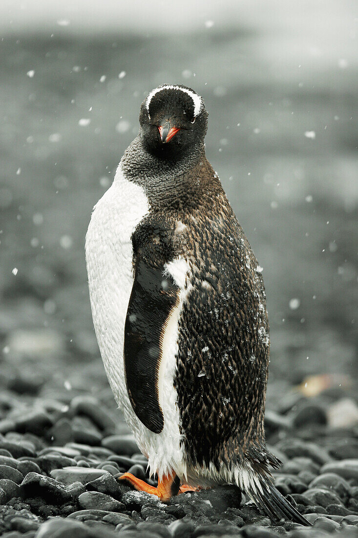 Adult Gentoo Penguin (Pygoscelis papua) in snowstorm in Antarctica
