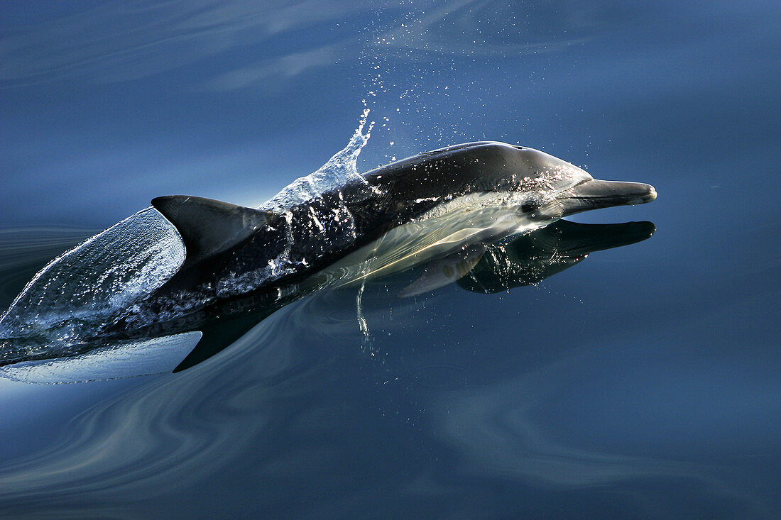 Long-beaked Common Dolphin (Delphinus capensis) in the Gulf of California (Sea of Cortez), Mexico.