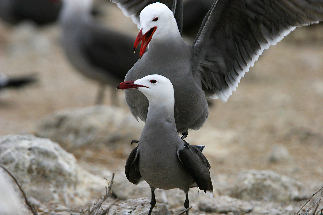 Heermann s Gull (Larus heermanni) pair in mating position on their breeding grounds on Isla Rasa in the middle Gulf of California (Sea of Cortez), Mexico. 95% of the world s population of this species nests on this tiny island.