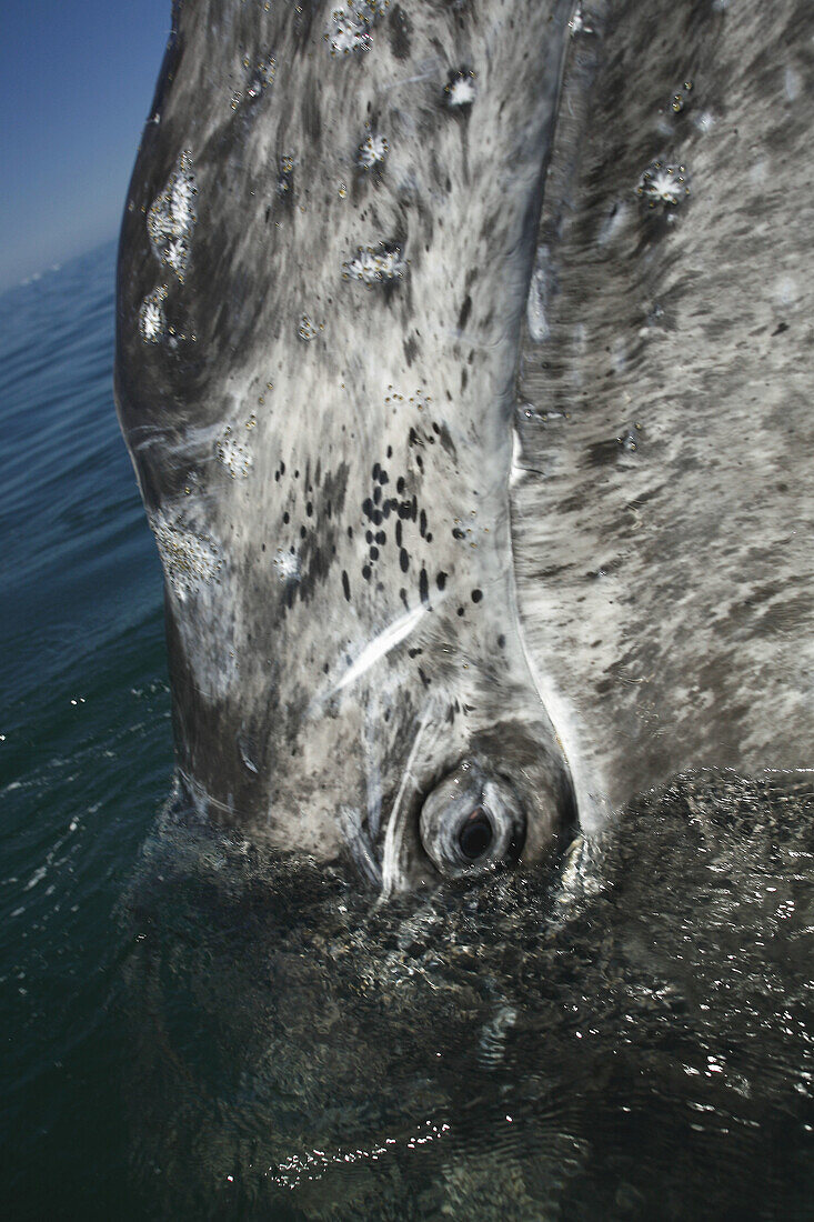 California gray whale (Eschrichtius robustus) spy-hopping (eye detail) in the calm waters of San Ignacio Lagoon, Baja California Sur, Mexico.