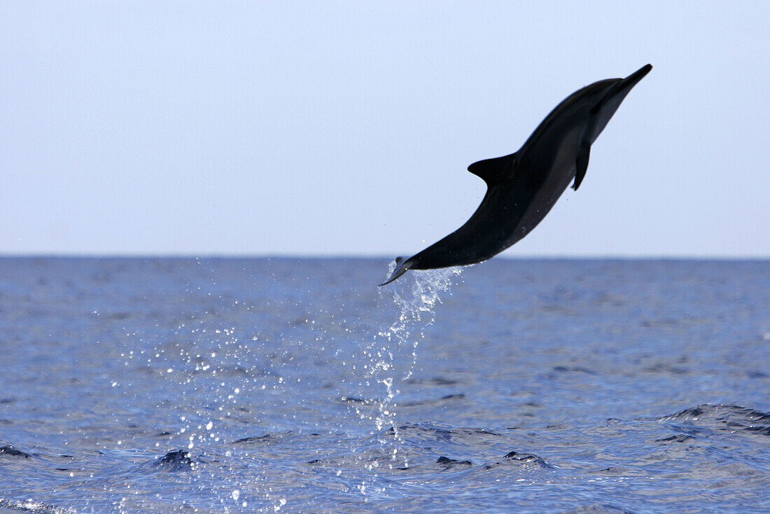 Hawaiian Spinner Dolphin (Stenella longirostris) leaping in the AuAu Channel off the coast of Maui, Hawaii, USA. Pacific Ocean.