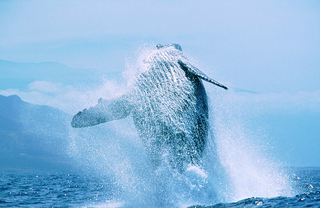 Adult Humpback Whale (Megaptera novaeangliae) breaching. Auau Channel. Maui Island. Hawaii. USA