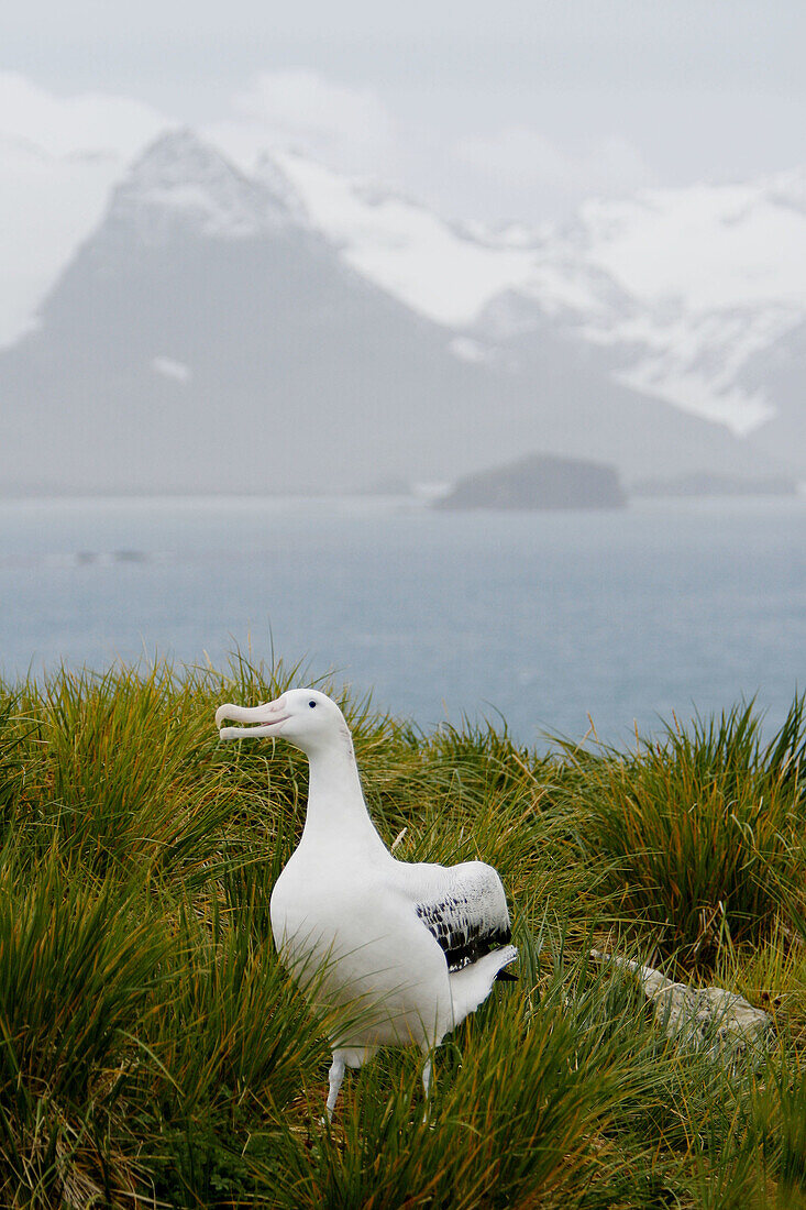 Wandering albatross (Diomedea exulans)