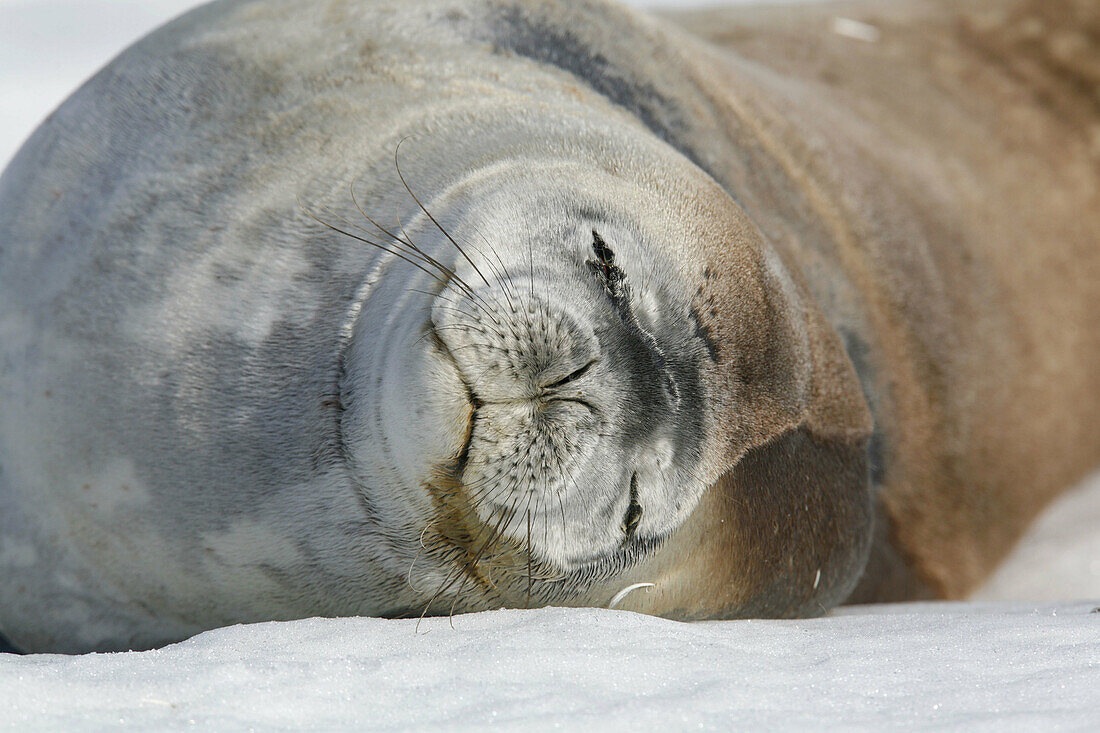 Weddell seal (Leptonychotes weddellii) hauled out on an ice floe near the Antarctic Peninsula.