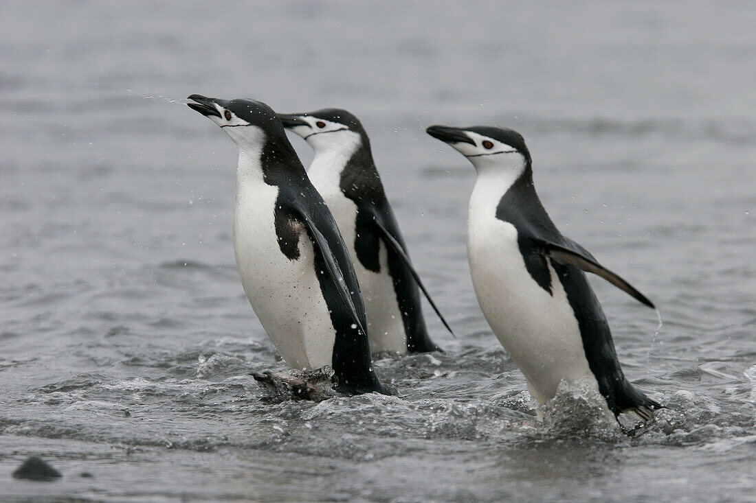 Chinstrap penguins (Pygoscelis antarctica) in their breeding and nesting grounds in and around the Antarctic Peninsula.