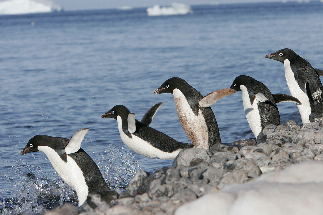 Pinguin,  (Pygoscelis adeliae) hauled out in their breeding colonies in and around the Antarctic Peninsula. This is a truly ice dependant species of penguin that is being forced further and further south as Global Warming melts more and more ice.