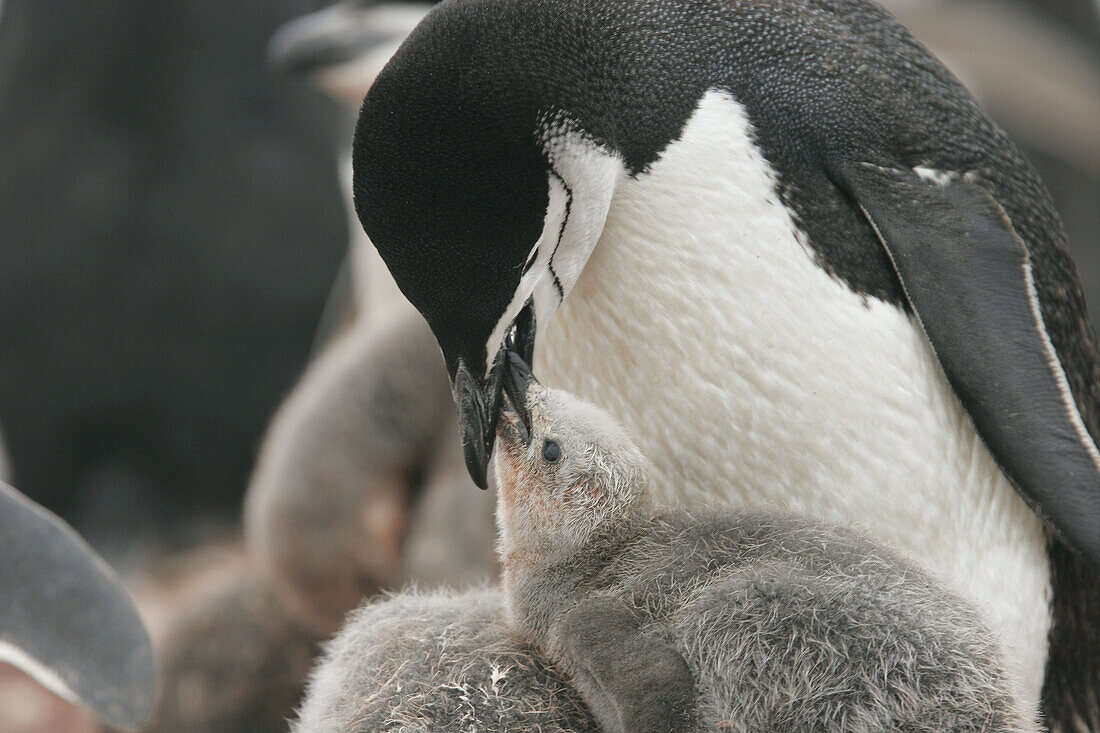 Chinstrap penguins (Pygoscelis antarctica) in their breeding and nesting grounds in and around the Antarctic Peninsula.