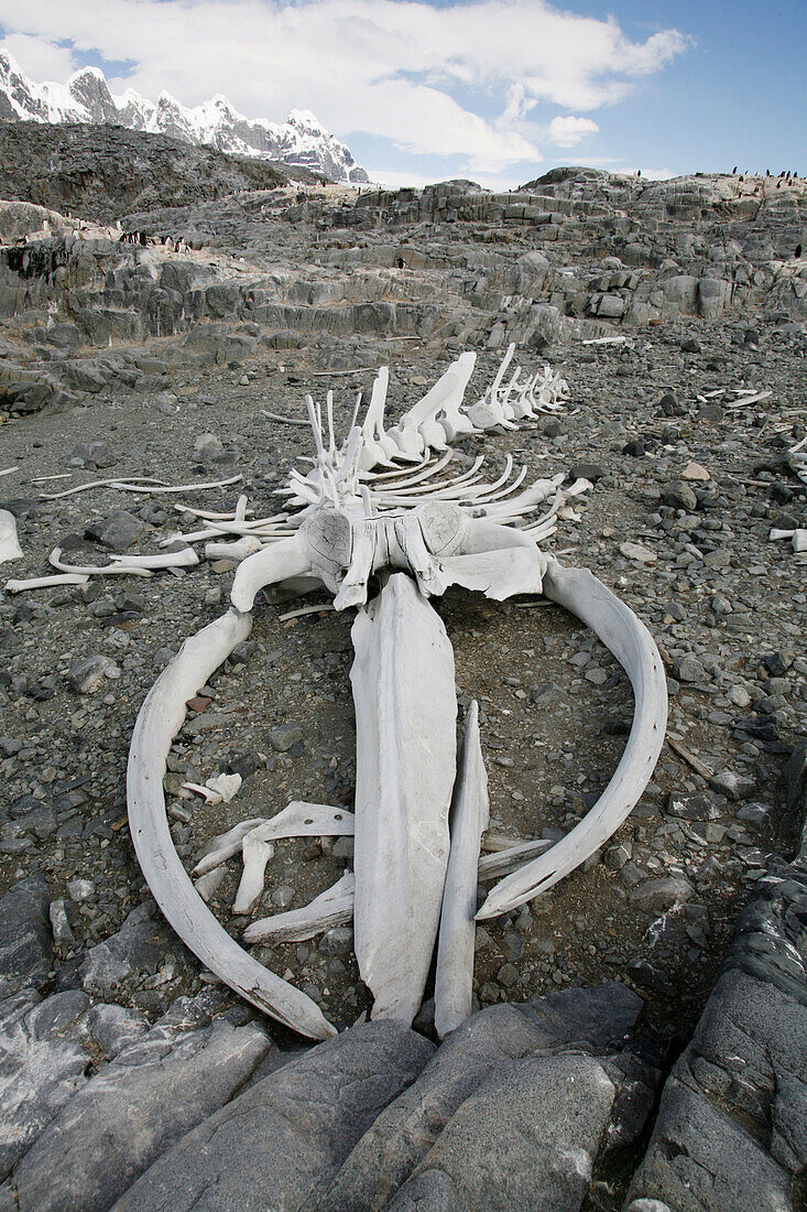 The old British Whaling Station at Port Lockroy and the whalebones across the bay at Point Jougla near Weincke Island, Antarctica.