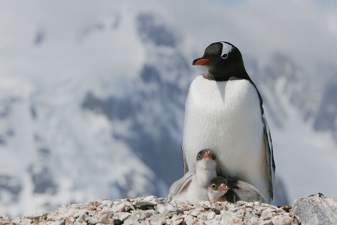 Gentoo Pinguin, (Pygoscelis papua)