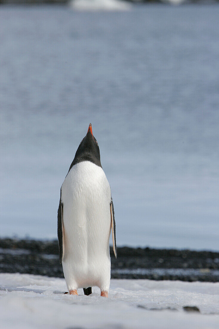 Gentoo penguin (Pygoscelis papua)