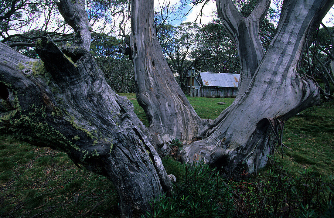 Alpine National Park, Wallace Hut mit alten Schnee-Eukalypten, Eucalyptus pauciflora, im Vordergrund, Victoria, Australien