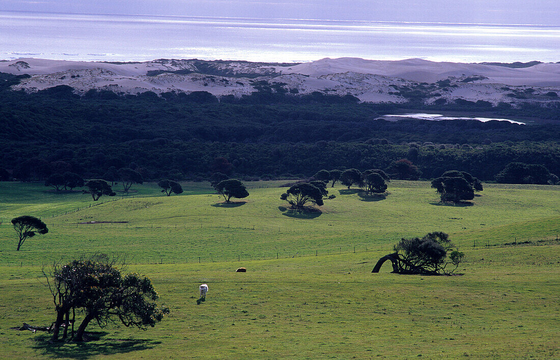 Discovery Bay Coastal Park, pastures and fields, sand dunes and ocean in the background, Victoria, Australia