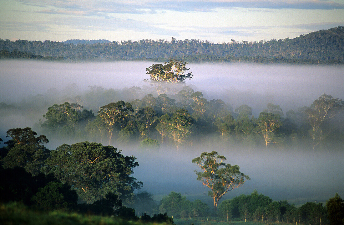 Morgennebel in den Eukalyptuswäldern am Genoa River, Victoria, Australien