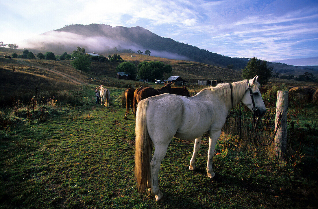 Morgenidylle bei Anglers Rest in den Victorian Alps, Ländliches Motiv mit Pferde, Victoria, Australien