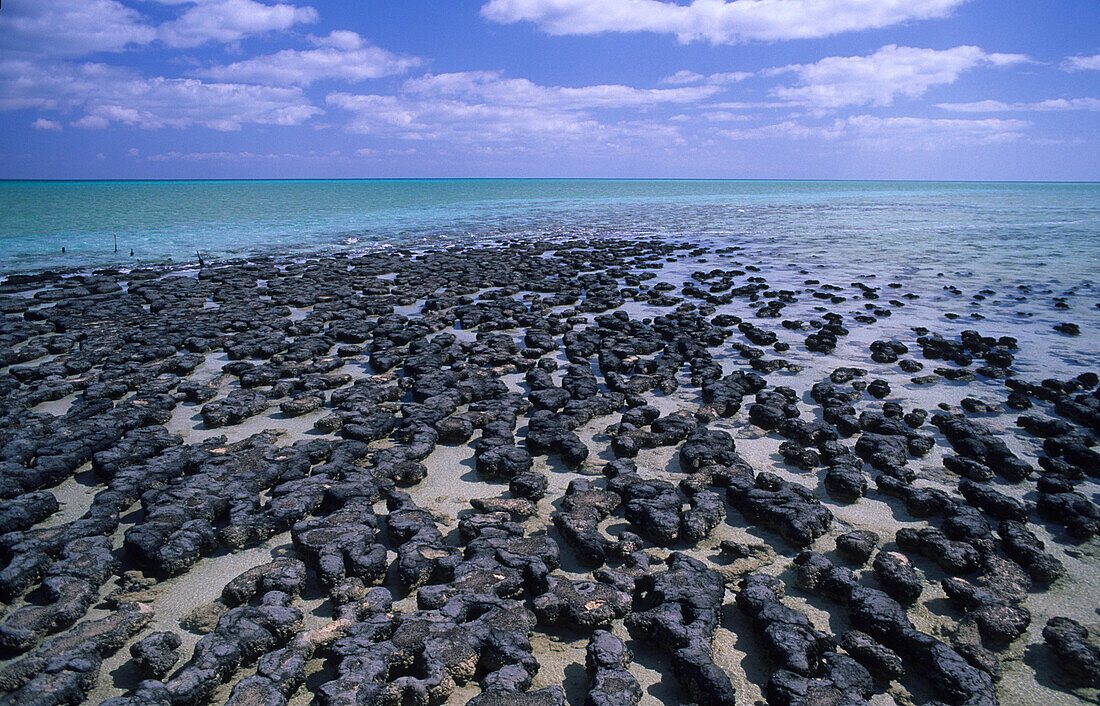 Shark Bay, Die lebenden Stromatolyten, die ältesten Organismen der Welt, im Hamlin Pool, Westaustralien, Australien