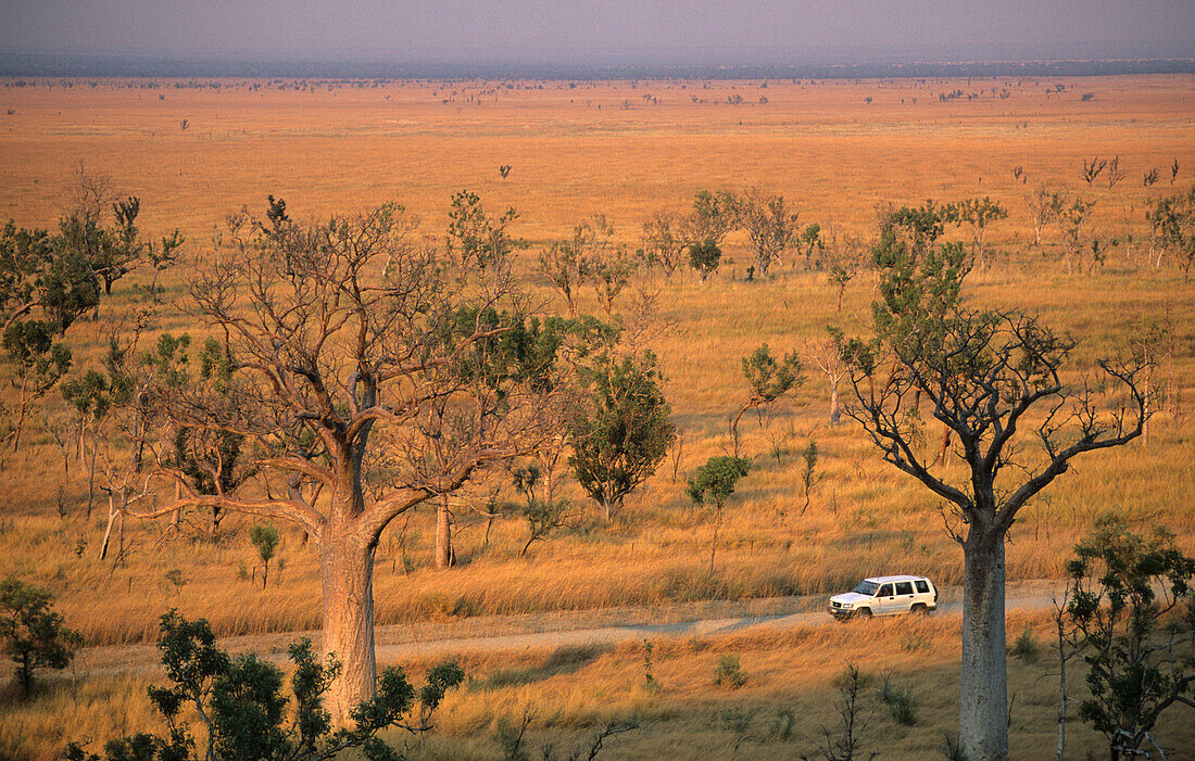 Boab trees near the Napier Range, Gibb River Road, Western Australia, Australia