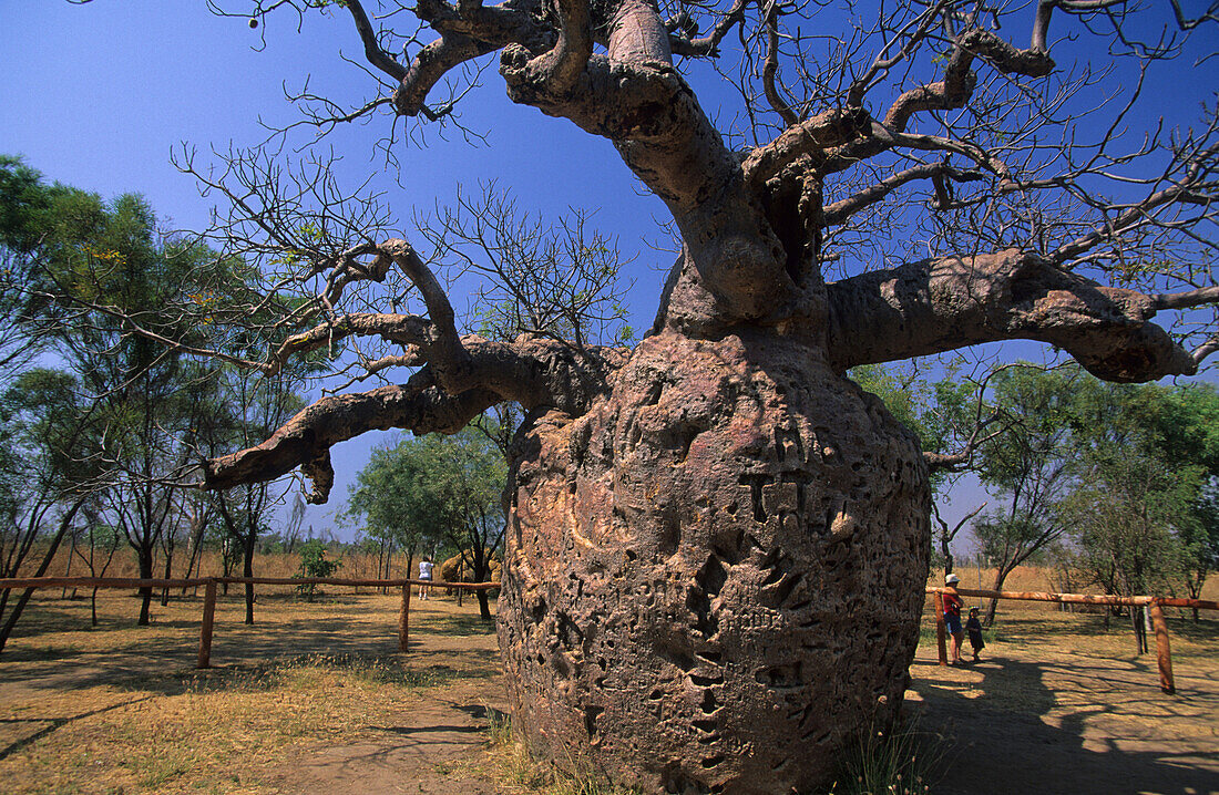 The prison boab tree near Derby, Western Australia, Australia