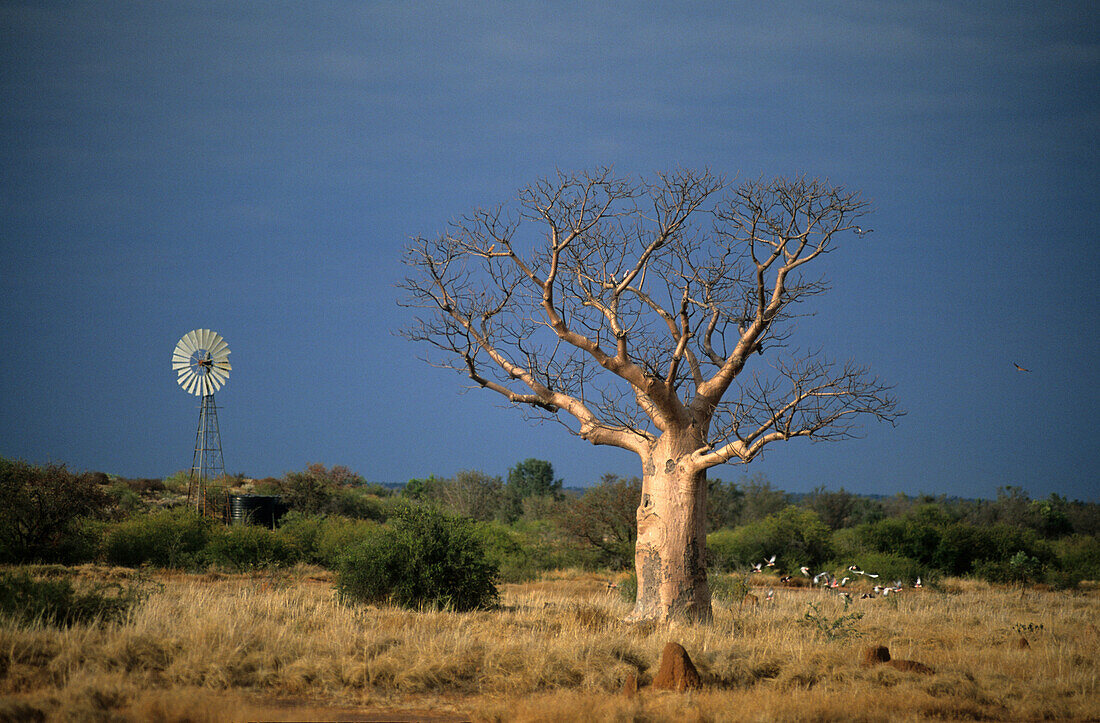 Boab tree and windmill in the Roebuck Plains near Broome, Western Australia, Australia