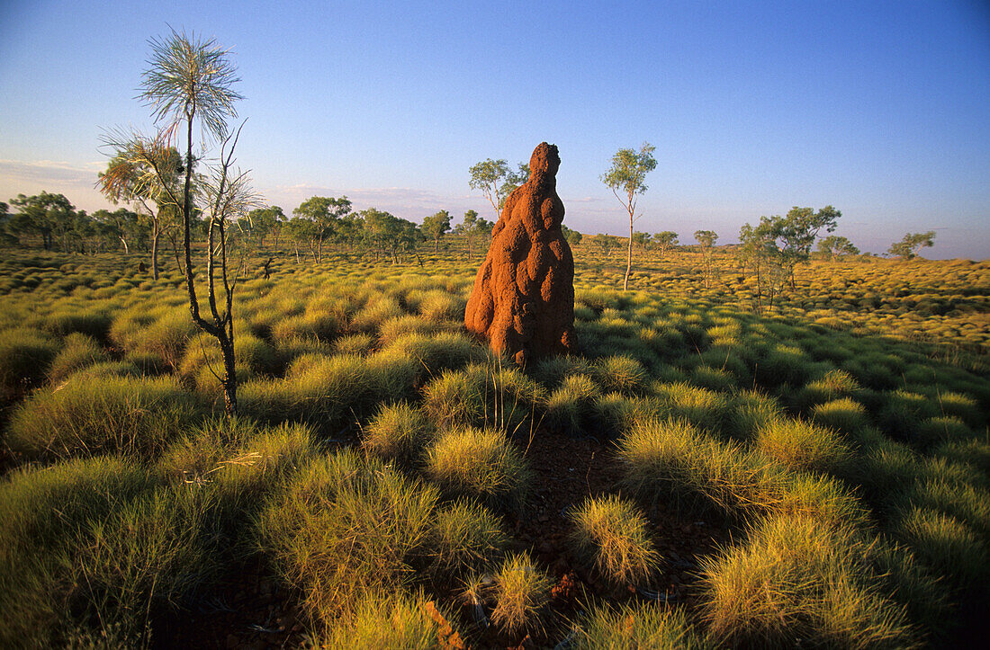 Spinifex Gras und Termitenbau nahe Halls Creek, Westaustralien, Australien