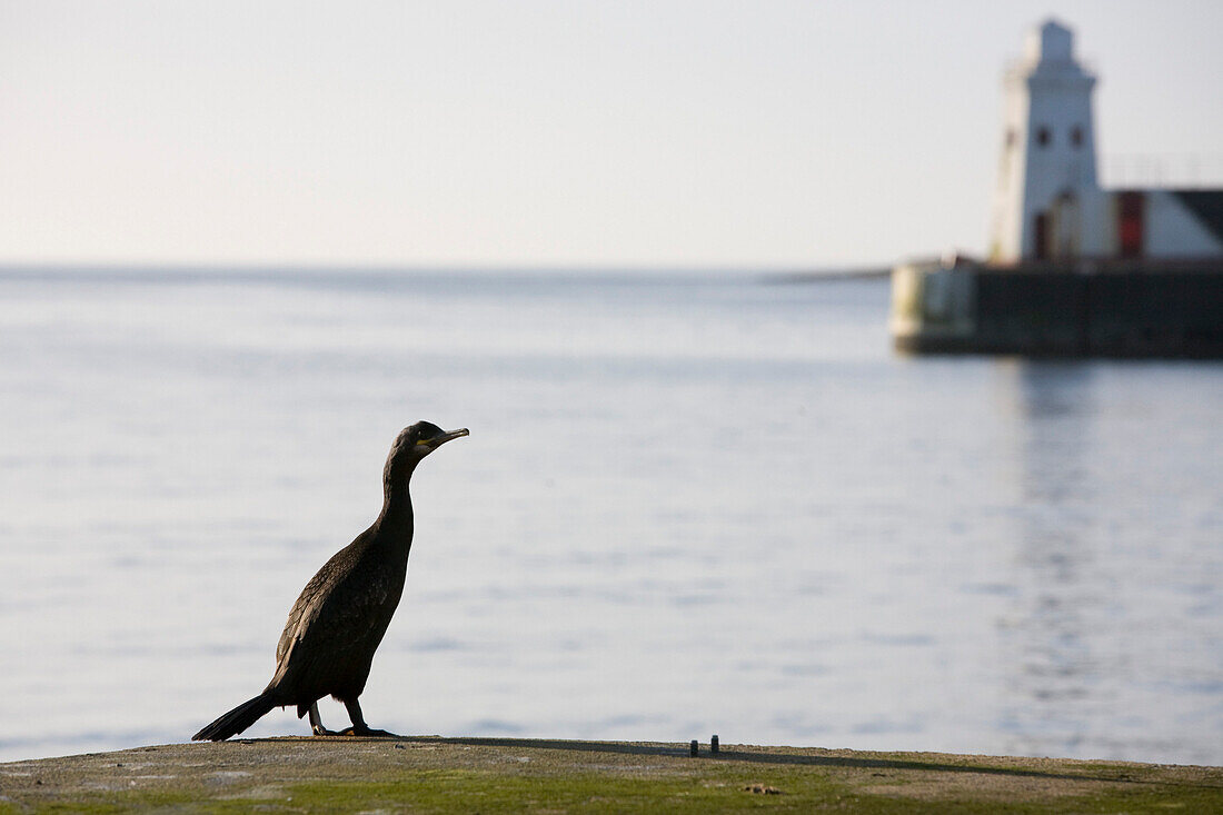 A bird, a cormorant, Phalcrocorax, also called shag, sitting on the harbour wall at Wick Harbour, Scotland, Great Britain