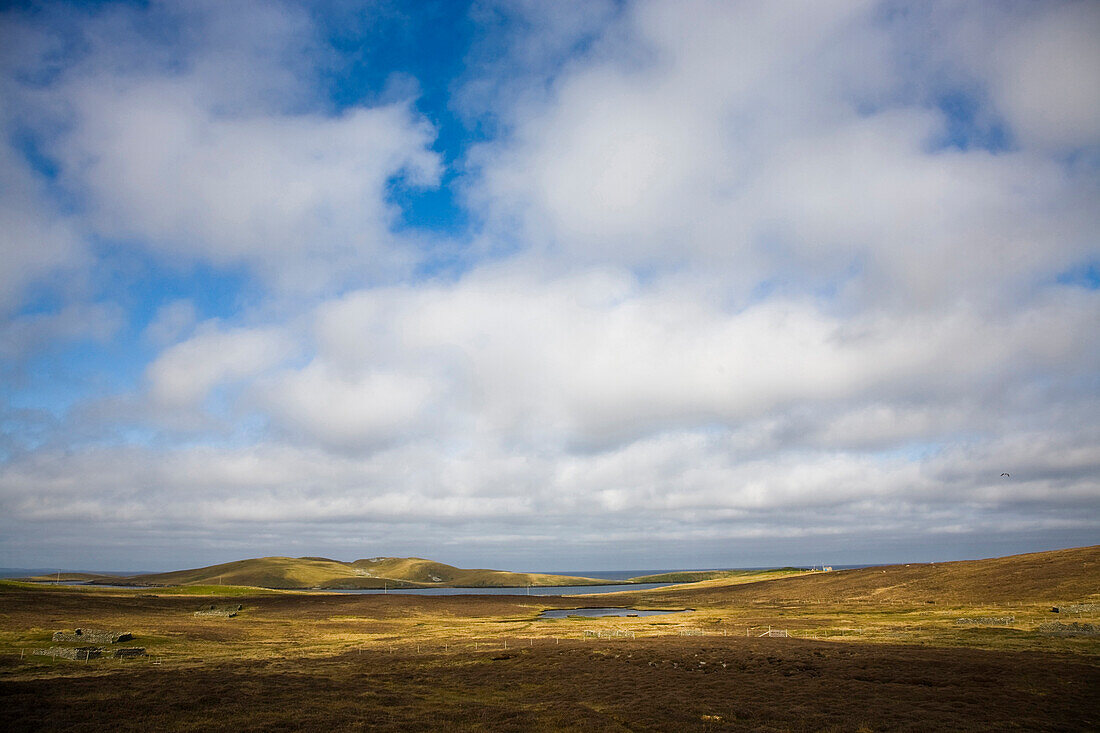 Moorland on the Island of Bressay near Lerwick, Shetland Islands, Scotland, Great Britain