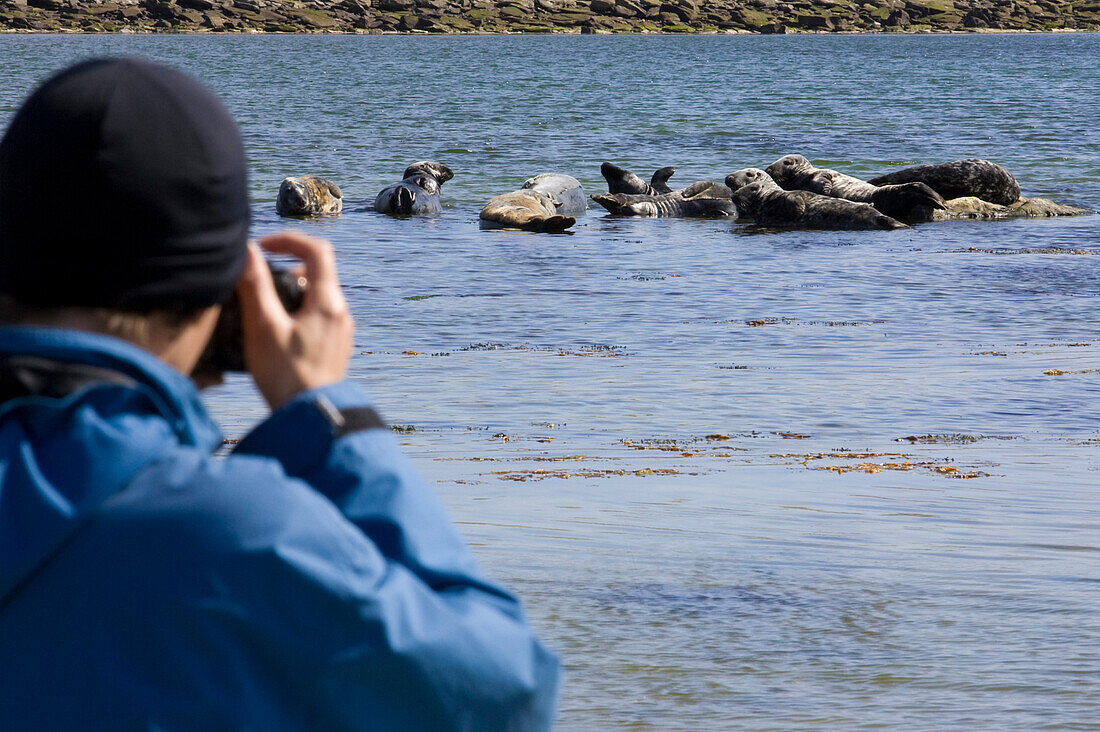 Ein Mann fotografiert Kegelrobben, Halichoerus grypus, Robben auf der Insel Mousa, Shetland Islands, Schottland, Großbritannien, MR