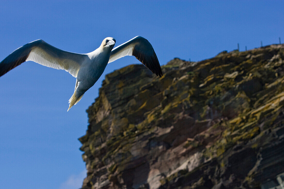 A bird, a Northern Gannet, Morus bassanus, flying in front of cliffs on the island of Noss, Shetland Island, Great Britain