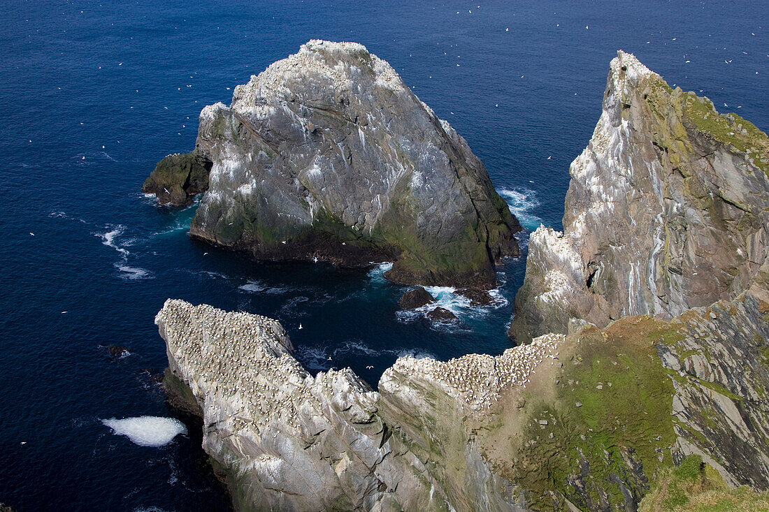 Colony of gannets, Northern Gannets, circling above rocks, National Nature Reserve, Hermaness, island of Unst, Shetland islands, Scotland, Great Britain